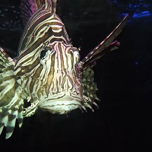 Lionfish at SEA LIFE Blackpool 30/06/12