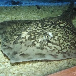 Ray sp? at SEA LIFE Blackpool 30/06/12