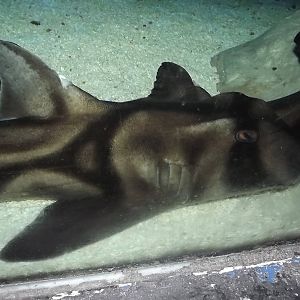 Port Jackson Shark at SEA LIFE Blackpool 30/06/12