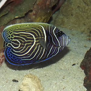 Emperor Angelfish at SEA LIFE Blackpool 30/06/12