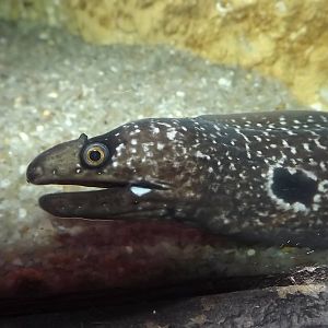 Eel sp? at SEA LIFE Blackpool 30/06/12