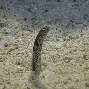 Spotted Garden Eel at SEA LIFE Blackpool 30/06/12