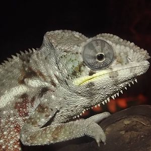 Panther Chameleon at SEA LIFE Blackpool 30/06/12
