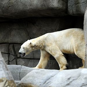 Polarbear at Hamburg