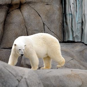 Polarbear at Hamburg