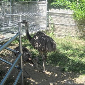 New England Farmyard: Common Rheas