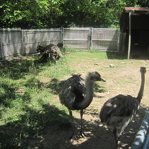New England Farmyard- Common Rhea Exhibit
