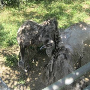 New England Farmyard- Rhea Speading His Wings