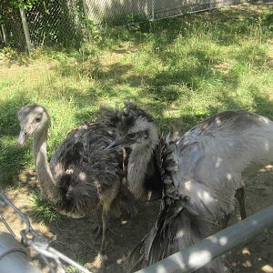New England Farmyard- Rhea Spreading His Wings
