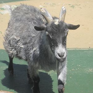 New England Farmyard- African Pygmy Goat