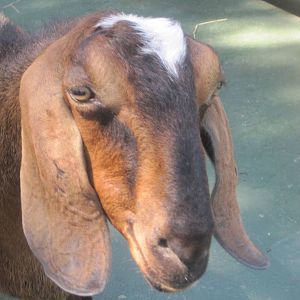 New England Farmyard- Nubian Goat