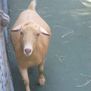 New England Farmyard- Mini-Nubian Goat?