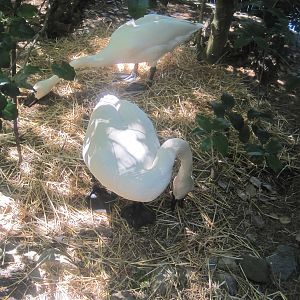 New England Farmyard- Whistling swans