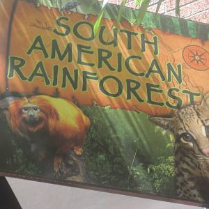 South American Rainforest- New Sign