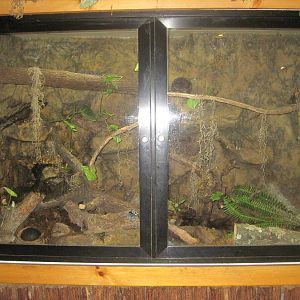 South American Rainforest- Poison Dart Frog Exhibit