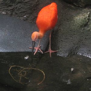 South American Rainforest- Scarlet Ibis