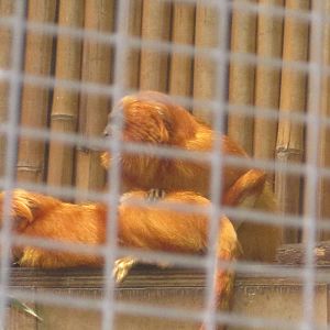 South American Rainforest- Golden-Lion Tamarins