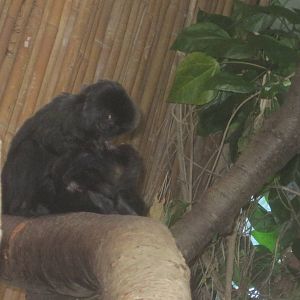 South American Rainforest- Goeldi's Monkeys Grooming