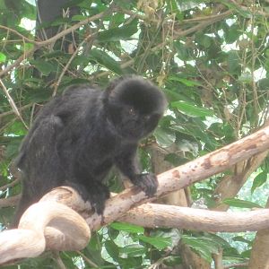South American Rainforest- Goeldi's Monkey