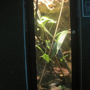 South American Rainforest- Amazon Milk Frog Exhibit
