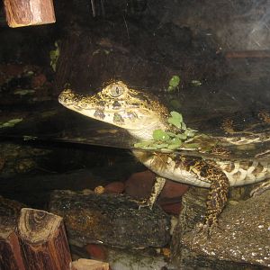 South American Rainforest- Yacare Caiman Hatchling
