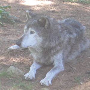 WOLF- Gray Wolf