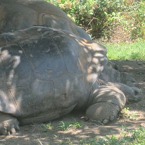 Giant Tortoise