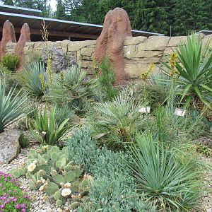 Kids Zone - Desert Garden outside Meerkat Exhibit