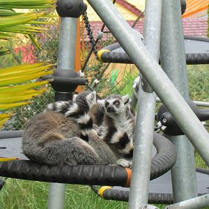Kids Zone - Lemur Exhibit