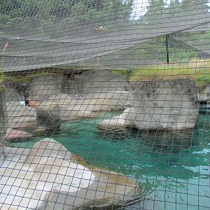 Rocky Shores - Pacific Walrus Exhibit