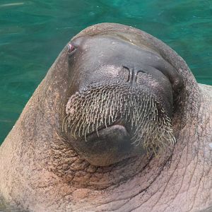 Rocky Shores - Pacific Walrus "E.T."