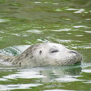 Rocky Shores - Harbor Seal