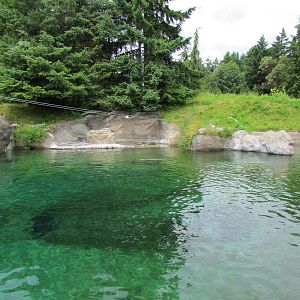 Rocky Shores - Harbor Seal Exhibit