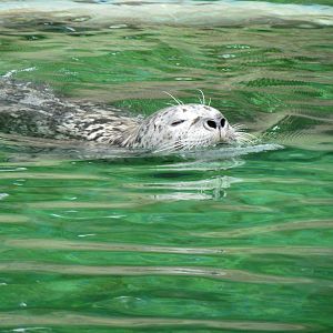 Rocky Shores - Harbor Seal