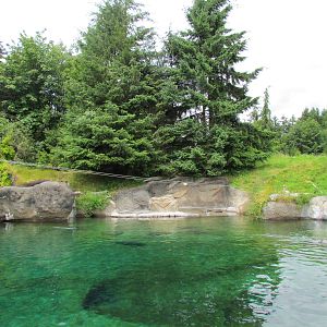 Rocky Shores - Harbor Seal Exhibit