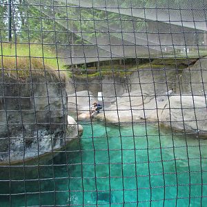 Rocky Shores - Pacific Walrus Exhibit