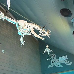 Rocky Shores - Underwater Viewing Gallery