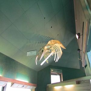 Rocky Shores - Underwater Viewing Gallery