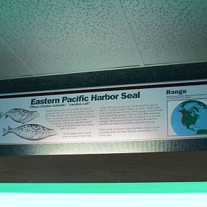 Rocky Shores - Underwater Viewing Gallery