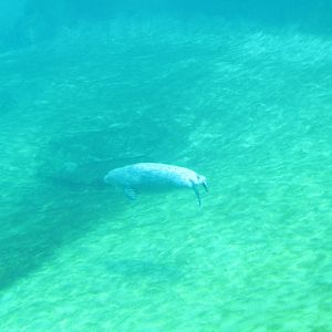 Rocky Shores - Underwater Viewing Gallery