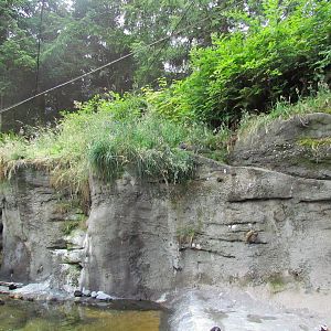 Rocky Shores - Alcid Exhibit