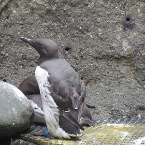 Rocky Shores - Common Murre