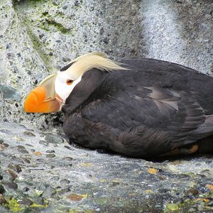 Rocky Shores - Tufted Puffin