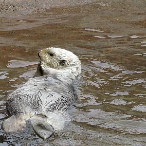 Rocky Shores - Northern Sea Otter