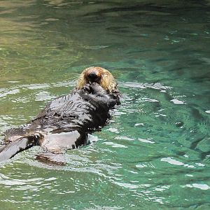 Rocky Shores - Southern Sea Otter