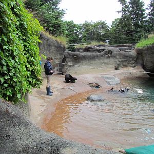 Rocky Shores - Sea Otter Exhibit