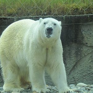 Arctic Tundra - Polar Bear