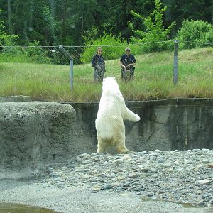 Arctic Tundra - Polar Bear Exhibit