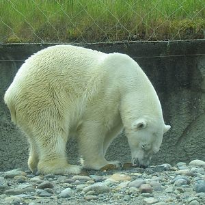 Arctic Tundra - Polar Bear Exhibit