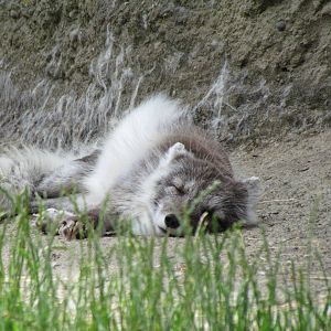 Arctic Tundra - Arctic Fox Exhibit